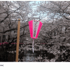 Kirschblüte.gif