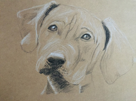 Pointer_Pastellkreide auf Kraftpapier_30x40.JPG