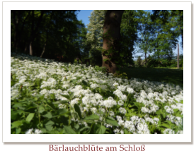 Brlauchblte am Schlo