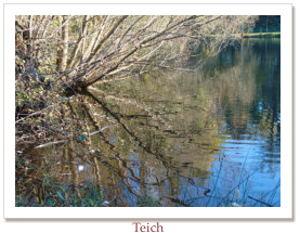 Teich