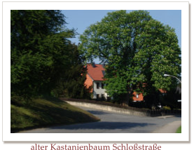 alter Kastanienbaum Schlostrae