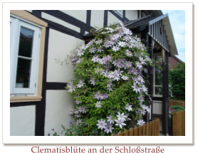 Clematisblte an der Schlostrae