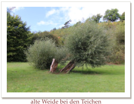 alte Weide bei den Teichen