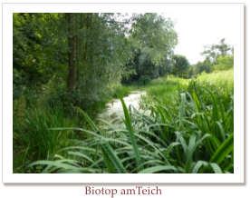 Biotop amTeich