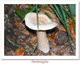 Herbstpilz