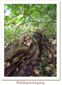 Waldspaziergang