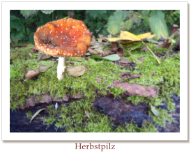 Herbstpilz