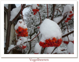 Vogelbeeren