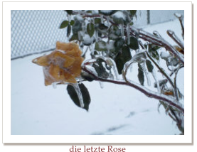 die letzte Rose